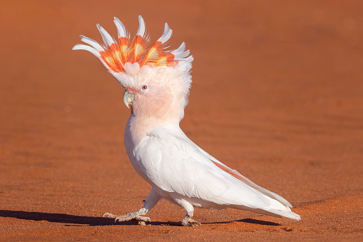 Taxon name: Eastern Pink Cockatoo\nTaxon scientific name: Cacatua leadbeateri leadbeateri\nLocation: Cunnamulla, QLD, Australia\n\n(formerly Major Mitchell's Cockatoo)