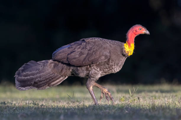 istock Australian Brush-turkey, Cairns, Queensland, Australia 1723022930