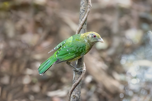 Taxon name: Green Catbird\nTaxon scientific name: Ailuroedus crassirostris\nLocation: Royal National park, NSW, Australia