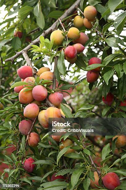 Pflaume Laiden Mit Obst Im Sommer Garten Stockfoto und mehr Bilder von Pflaume - Pflaume, Voll geladen, Agrarbetrieb