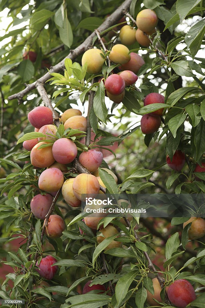 Ciruelo Laiden con frutas de verano con vista al jardín - Foto de stock de Ciruela libre de derechos