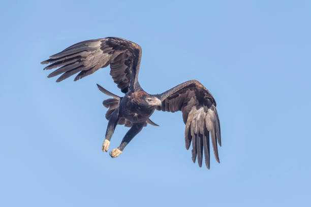 istock Wedge-tailed Eagle, Sturt National Park, NSW, Australia 1723022961