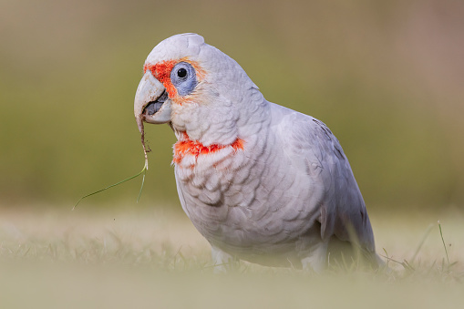 Major Mitchell's Cockatoo (Lophochroa leadbeateri)