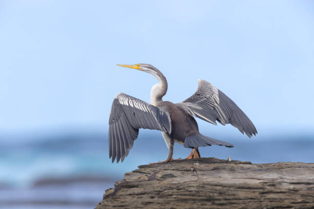 Taxon name: Australian Darter\nTaxon scientific name: Anhinga novaehollandiae novaehollandiae\nLocation: Long Reef, NSW, Australia