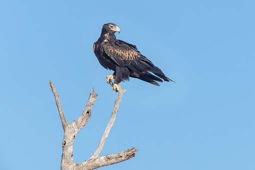 Taxon name: Mainland Wedge-tailed Eagle\nTaxon scientific name: Aquila audax audax\nLocation: Sturt National Park, NSW, Australia