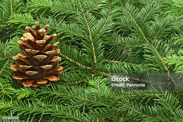 パインツリーのセッティング - クリスマスツリーのストックフォトや画像を多数ご用意 - クリスマスツリー, パインコーン, フルフレーム