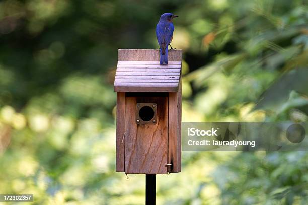 Bluebird Macho De Protección House Foto de stock y más banco de imágenes de Casita de pájaros - Casita de pájaros, Aire libre, Ala de animal