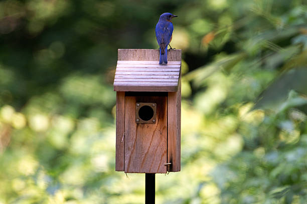 istock Male Bluebird Guarding House 172302357