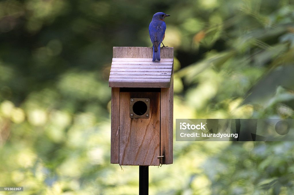 Masculino azul protegendo House - Foto de stock de Casa de Pássaro royalty-free