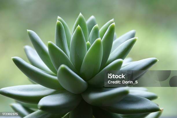 Gesundes Grün Zimmerpflanze Stockfoto und mehr Bilder von Abstrakt - Abstrakt, Agave, Aloe