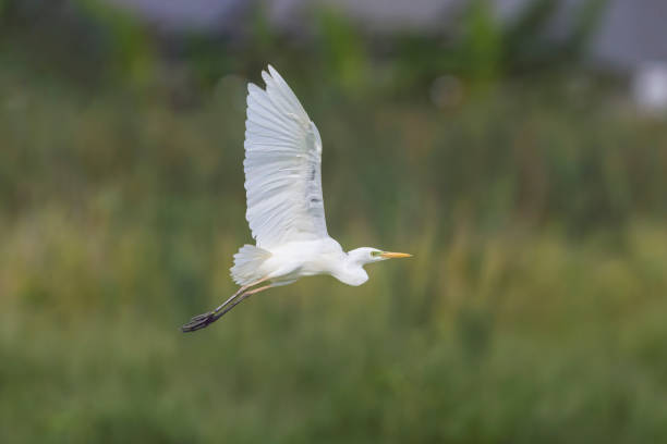 istock Intermediate Egret, Newcastle, NSW, Australia 1723024648
