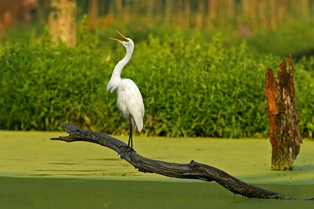 Great Egret stock photo