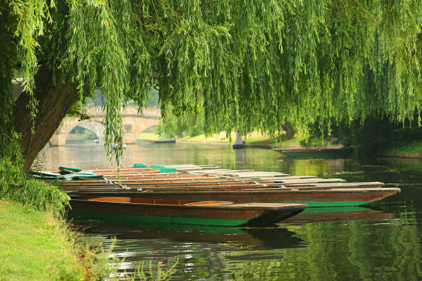 Trinity Punts The punts at the Trinty college station on the backs in Cambridge. cambridge england stock pictures, royalty-free photos & images