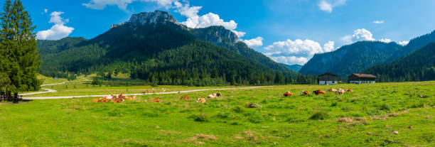istock Alpine pasture in Bavaria in summer 1723026273