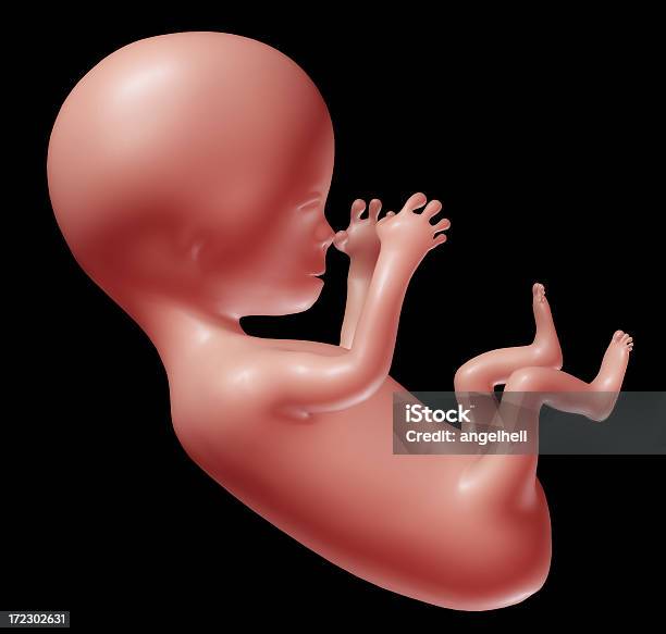 ヒト Fetus - イラストレーションのストックフォトや画像を多数ご用意 - イラストレーション, カットアウト, ヒトの胎児