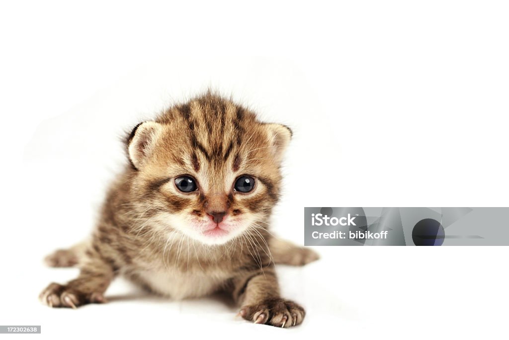 Katzenjunges - Lizenzfrei Flauschig Stock-Foto