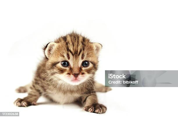 Katzenjunges Stockfoto und mehr Bilder von Flauschig - Flauschig, Fotografie, Freisteller – Neutraler Hintergrund