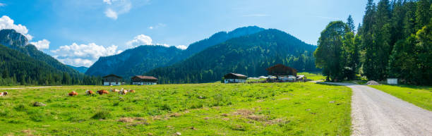 istock Alpine pasture in Bavaria in summer 1723026819