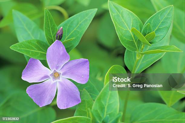 Lone Fiore Di Campo - Fotografie stock e altre immagini di Ambientazione esterna - Ambientazione esterna, Bellezza naturale, Blu