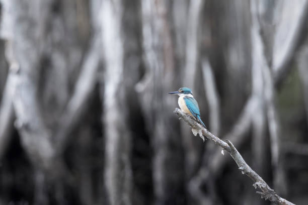 Sacred Kingfisher, 브리즈번, QLD, 호주 스톡 사진