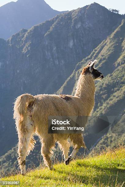 Foto de Lhama Na Cordilheira Dos Andes e mais fotos de stock de Agricultura - Agricultura, Ajardinado, Alimentar