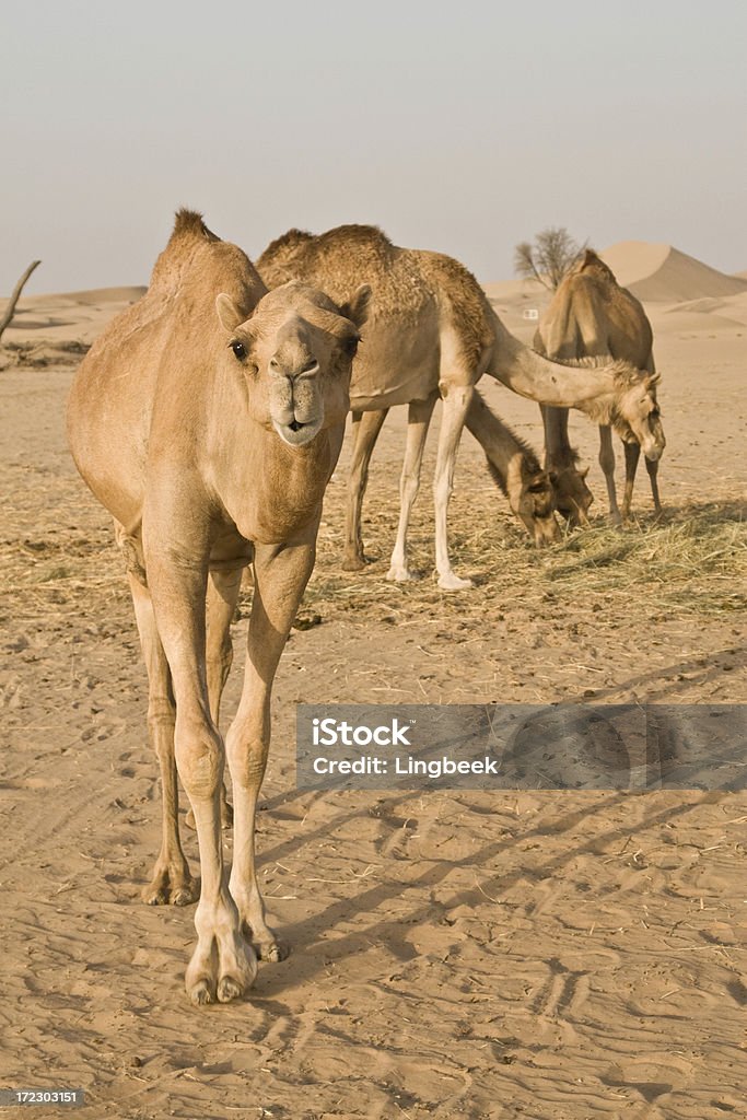 낙타 사막 (UAE - 로열티 프리 단봉낙타 스톡 사진