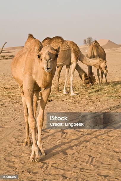 낙타 사막 Uae 단봉낙타에 대한 스톡 사진 및 기타 이미지 - 단봉낙타, 아랍에미리트 연합, 건초-식물