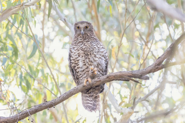 powerful owl, sydney, nsw, australie - powerful owl photos et images de collection