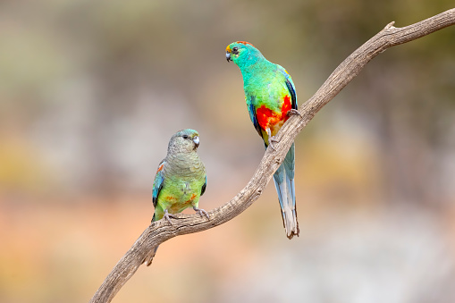 Taxon name: Mulga Parrot\nTaxon scientific name: Psephotellus varius\nLocation: Cunnamulla, QLD, Australia