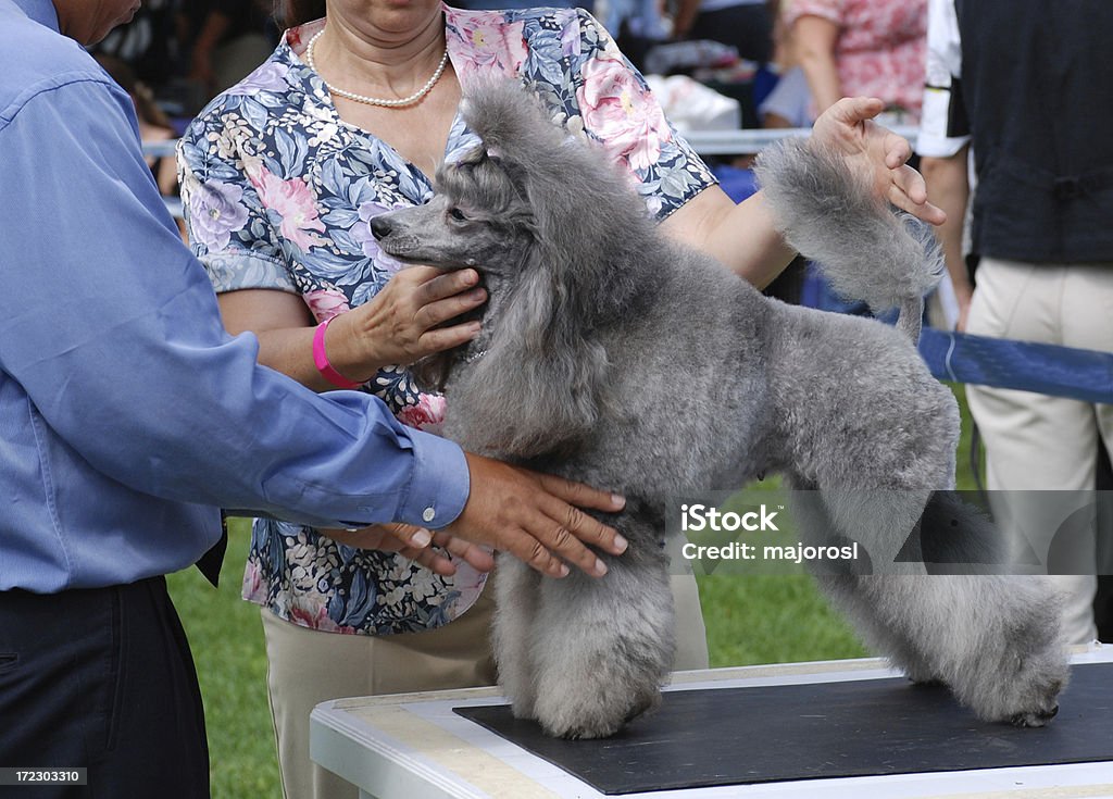 Judges review and examine a poodle at the doc show review at the dog show Dog Show Stock Photo