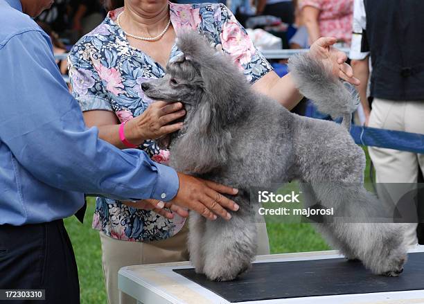 Judges Review And Examine A Poodle At The Doc Show Stock Photo - Download Image Now - Dog Show, Exhibition, Showing