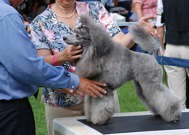 Photo of Judges review and examine a poodle at the doc show