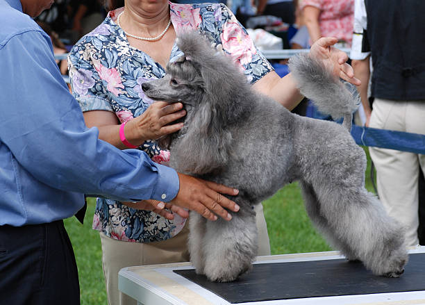 przegląd w wystawa psów - exhibition of dog zdjęcia i obrazy z banku zdjęć