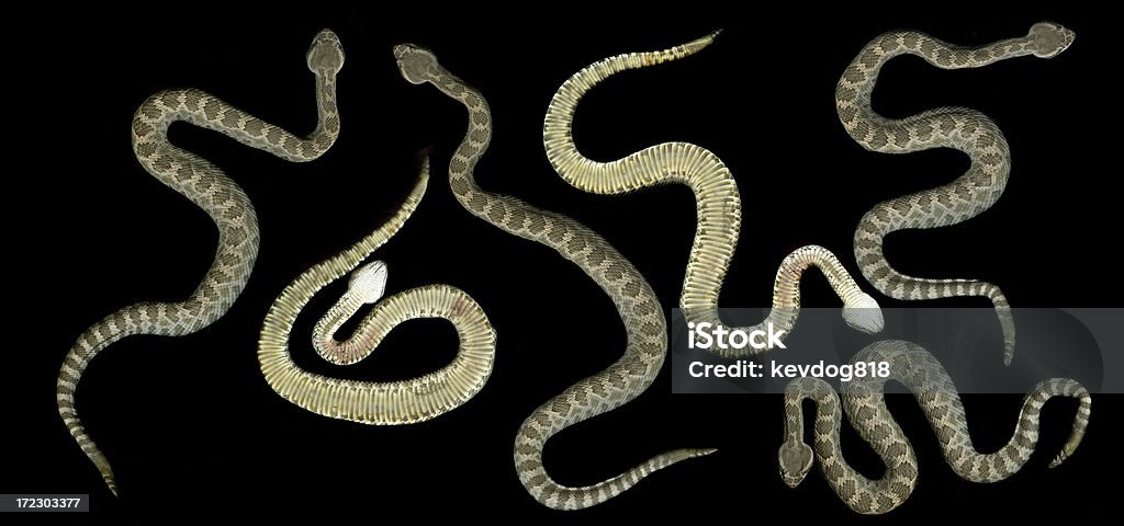 Гремучая змея - Стоковые фото Без людей роялти-фри