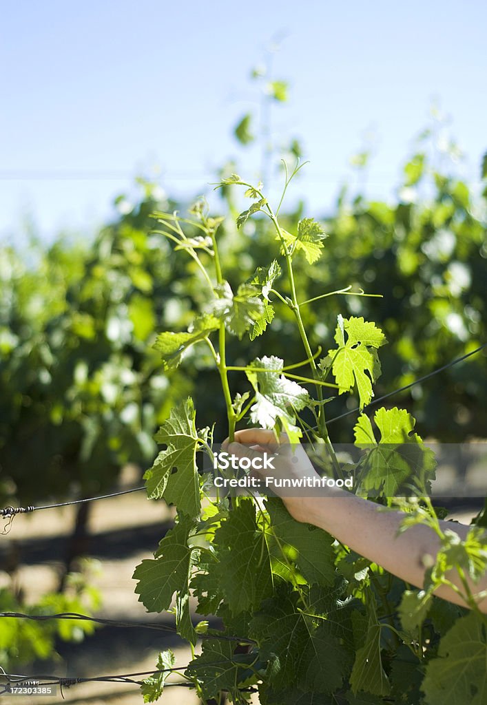 ブドウ畑にパソロブレスカリフォルニアのブドウ園のブドウ栽培、学習 - つる草のロイヤリティフリーストックフォト