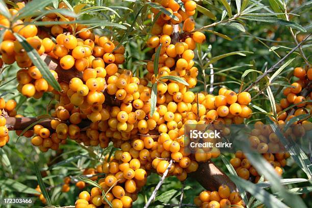 Dann Blass Thorn Stockfoto und mehr Bilder von Antioxidationsmittel - Antioxidationsmittel, Beere - Pflanzenbestandteile, Dornbusch