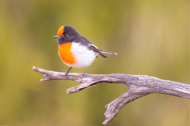 istock Red-capped Robin, Blue Mountains, NSW, Australia 1723034702