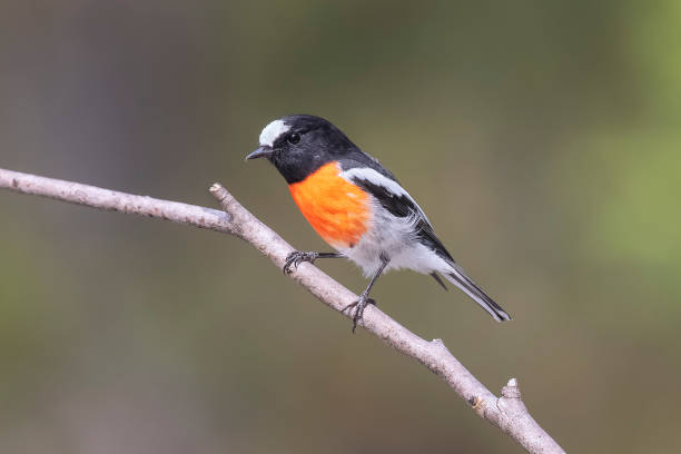istock Scarlet Robin, Bowral, NSW, Australia 1723035731