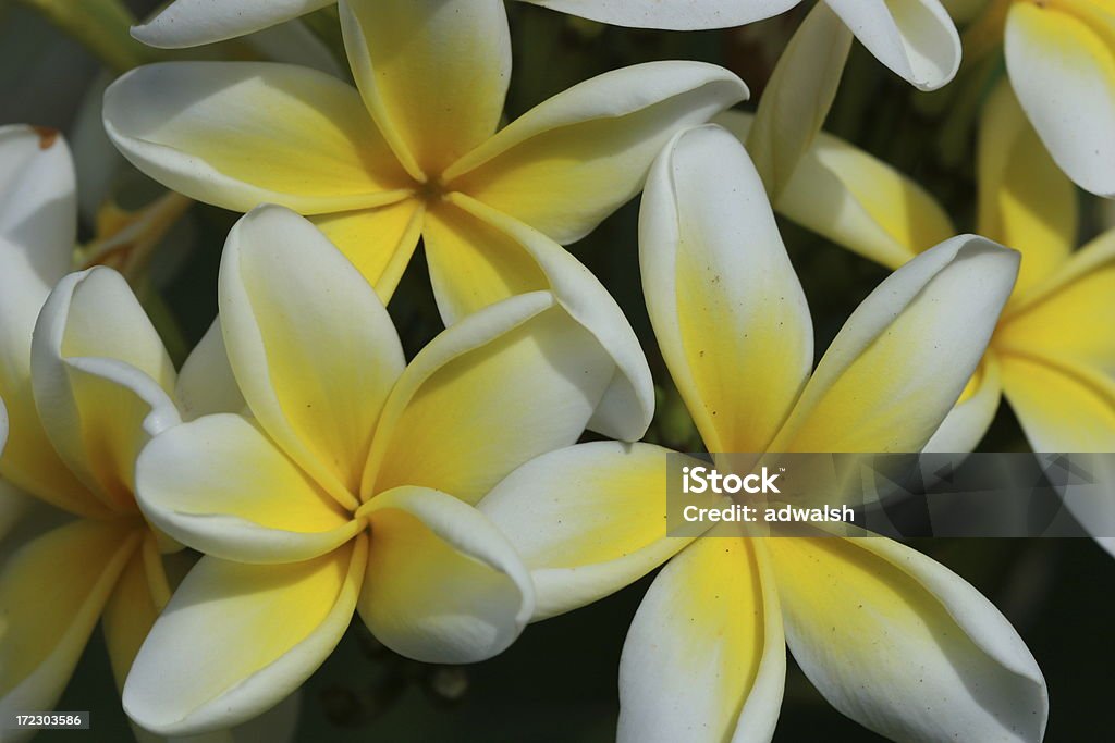 Żółty i biały Plumeria na Barbados - Zbiór zdjęć royalty-free (Barbados)