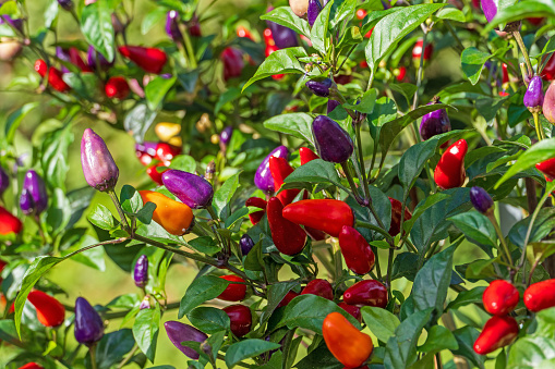 Close-up of jalapeno chili peppers ripening on plant.\n\nTaken in Gilroy, California, USA