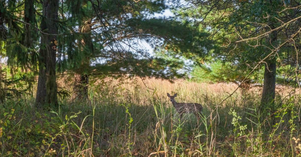 istock Deer at Gwynedd Preserve 1723037858