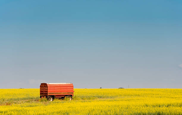 red-grain-truck in gelb canola field - saskatchewan saskatoon field prairie stock-fotos und bilder