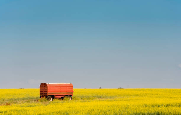 rojo grano camión en amarillo canola field - saskatoon saskatchewan prairie field fotografías e imágenes de stock