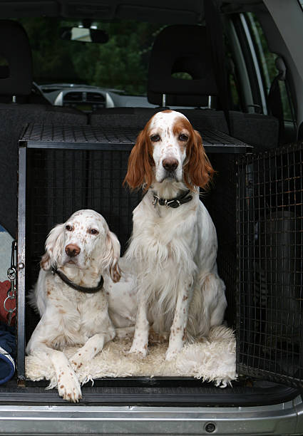 istock Ready To Go ! dogs waiting in a car 172304115