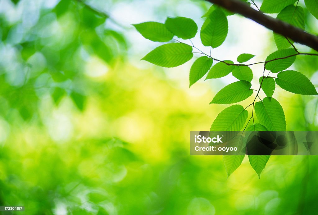 Frische grüne Blätter im Wald - Lizenzfrei Ast - Pflanzenbestandteil Stock-Foto