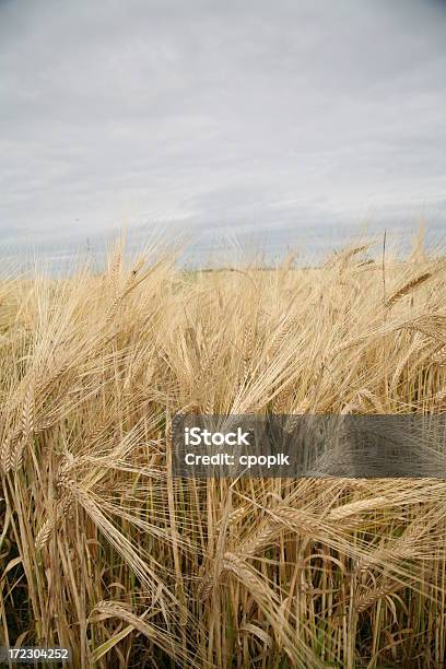 Spät Sommer Weizen In Der Prärie Stockfoto und mehr Bilder von Agrarbetrieb - Agrarbetrieb, Feld, Fotografie