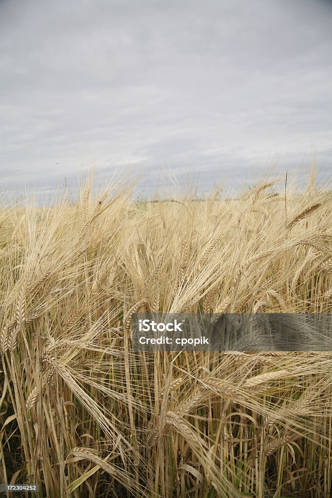 summer wheat-out tardio nas pradarias - Foto de stock de Agricultura royalty-free