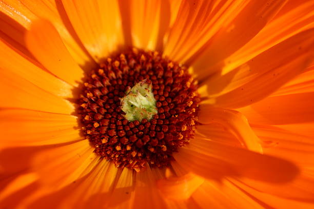 istock orange pixels of a flower 172304365