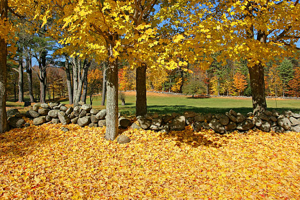 istock Autumn Leaves and Stone Wall 172304380