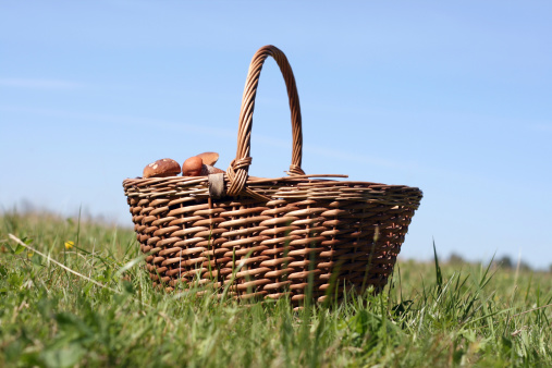 basket with mushrooms on grass